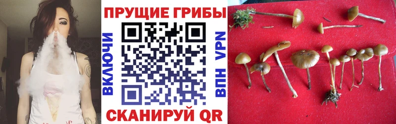 Псилоцибиновые грибы Magic Shrooms  Ильский 